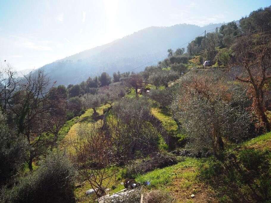 Bas De Au Milieu Des Oliviers.